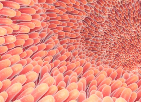 Giải mã vi khuẩn đường ruột của những người có tuổi thọ cao