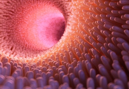 Các nhà khoa học lập bản đồ toàn bộ đường ruột của con người 