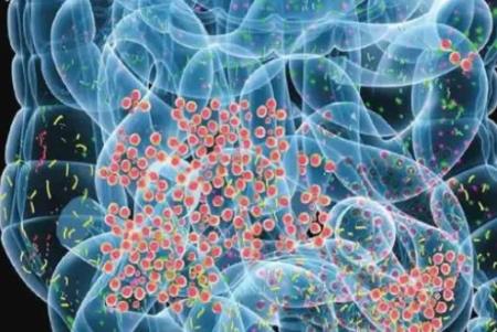 Một loại vi rút có trong hệ vi sinh vật đường ruột có liên quan đến khả năng nhận thức