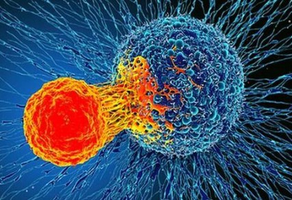 Các nhà khoa học 'siêu nạp' các tế bào T chống ung thư