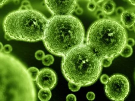 Các nhà khoa học phát triển các chế phẩm sinh học có vỏ bọc có thể được đưa vào ruột người một cách hiệu quả