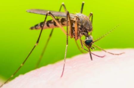 Các hạt nano chứng minh hiệu quả chống lại muỗi sốt vàng da