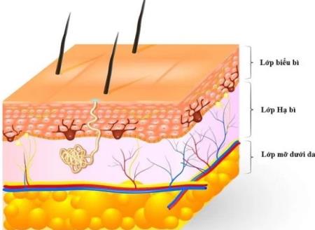 Các nhà khoa học đã phát triển một kỹ thuật mới để trẻ hóa tế bào da