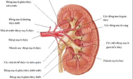 Lithium liều thấp có thể làm chậm quá trình lão hóa thận