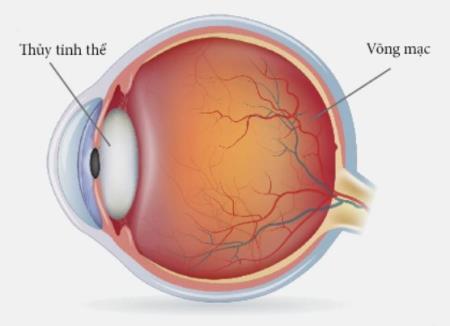 Giải mã cách võng mạch xử lý trong bóng tối