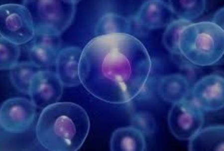 Khoáng chất có thể là chìa khóa để chữa lành các mô bị tổn thương