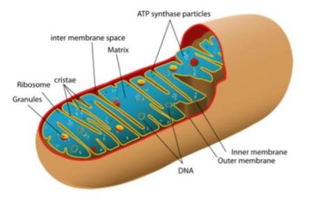 Nhà khoa học phát hiện manh mối về sự lão hóa trong ti thể