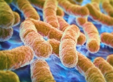 Vi khuẩn giúp điều chỉnh cách ruột sử dụng các gen của nó