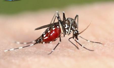 Các nhà nghiên cứu phát hiện vũ khí mới chống lại bệnh sốt rét kháng thuốc