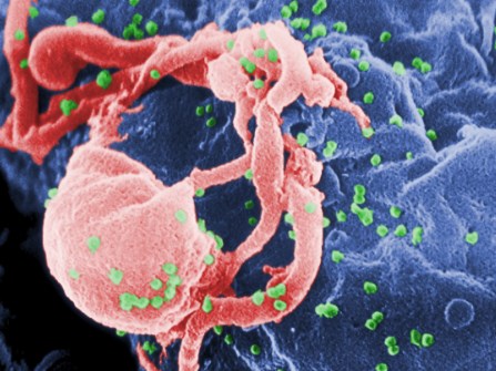 Phương pháp để tế bào T tăng cường phản ứng miễn dịch đối với tế bào ung thư