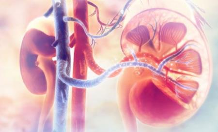 Thuật toán sàng lọc di truyền có thể xác định những người có nguy cơ mắc bệnh thận