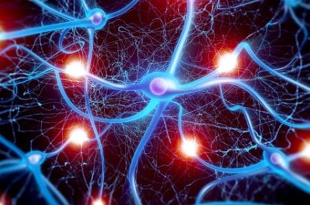 Nghiên cứu mới cho thấy giao tiếp khu vực não thay đổi nhanh hơn so với đã biết trước đây