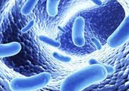 Men vi sinh có thể giúp giảm bớt chứng trầm cảm