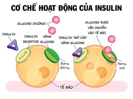 Nghiên cứu liên quan giữa kháng insulin với tình trạng dinh dưỡng khi còn nhỏ