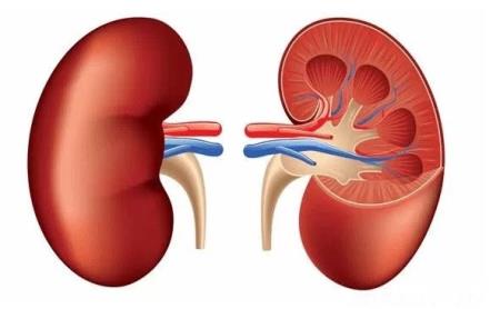 Các nhà khoa học sử dụng mô hình thận tìm các loại thuốc tiềm năng cho bệnh thận đa nang