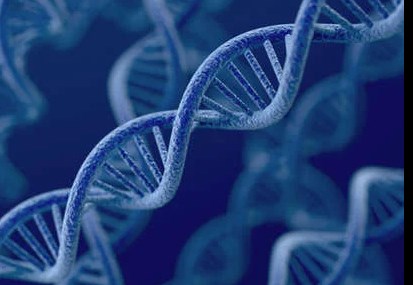 Lập mô hình 'vòng đệm' chuyển động giúp DNA tái tạo