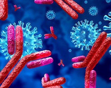 Một số vi rút gây ung thư ức chế hệ thống miễn dịch với sự trợ giúp của các vi khuẩn thông thường