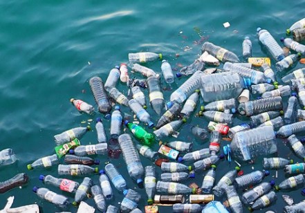 Sử dụng nấm, các nhà nghiên cứu biến nhựa đại dương thành nguyên liệu cho ngành công nghiệp dược phẩm