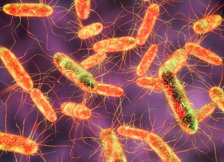 Tiếp xúc với vi khuẩn Salmonella có nguy cơ ung thư ruột kết