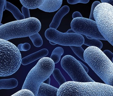 Vi khuẩn đường ruột có thể đóng một vai trò trong bệnh tiểu đường