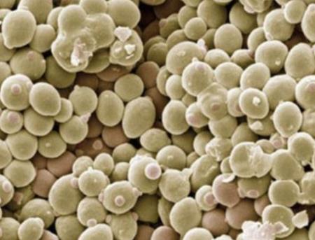 Nấm được sử dụng trong sản xuất thực phẩm có thể tạo ra chế phẩm sinh học mới