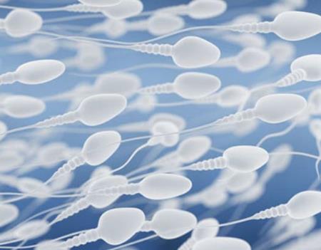 Chất vận chuyển màng đảm bảo khả năng di chuyển của tế bào tinh trùng