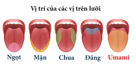 Các học giả đã phát hiện ra bằng chứng về vị giác cơ bản thứ sáu