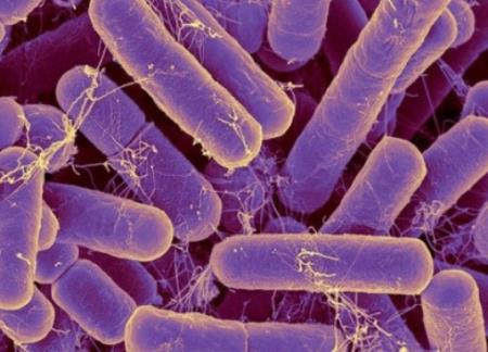 Vi khuẩn đường ruột làm tăng nguy cơ sốt rét nặng