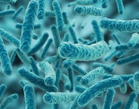 Làm thế nào vi khuẩn có thể tự tổ chức