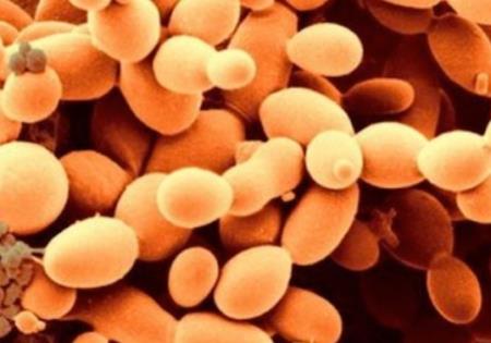 Nấm men với hơn một nửa bộ gen tổng hợp được tạo ra trong phòng thí nghiệm