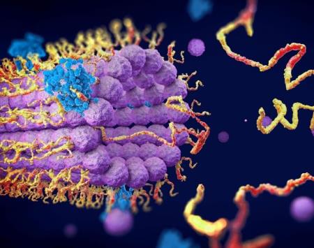 Enzyme không thể phân biệt DNA nhân tạo với DNA thật