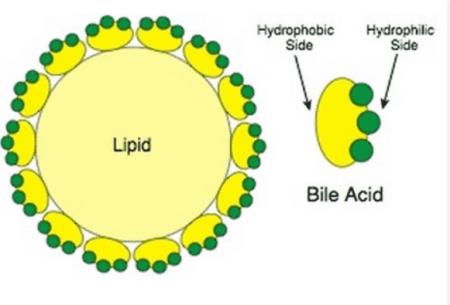 Protein quan trọng như thế nào trong việc giữ màng tế bào của chúng ta cân bằng