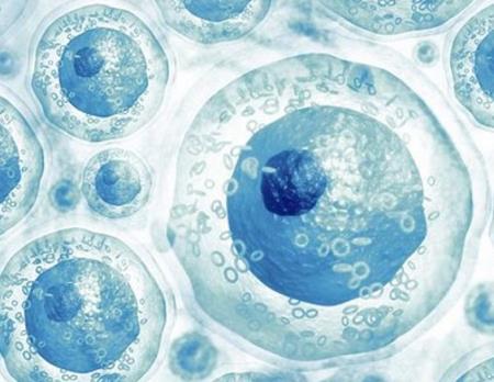 Nghiên cứu tế bào gốc cho thấy bệnh u nang ở trẻ sơ sinh gây suy thận như thế nào 