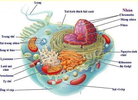 Tế bào của tương lai: Chìa khóa để lập trình lại nhận dạng tế bào