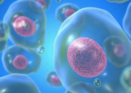 Cơ chế tế bào chưa biết trước đây có thể giúp chống ung thư và lão hóa