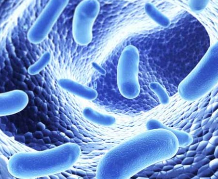 Hệ vi sinh vật đường ruột trên một con chip