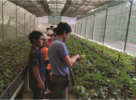 Hướng dẫn chi tiết cách trồng sâm Ngọc Linh tại nhà