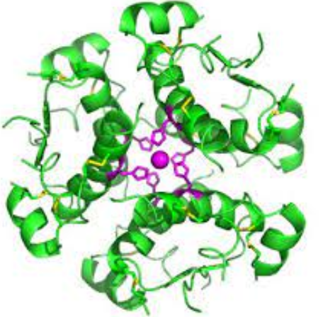 Các nhà nghiên cứu phát hiện ra hai loại tế bào sản xuất insulin