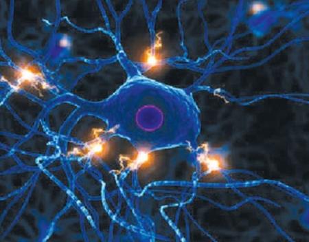 Hình thức phù hợp và chức năng của các loại tế bào não
