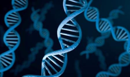 Các nhà nghiên cứu cho thấy các yếu tố di động xung quanh bộ gen