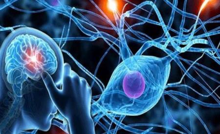 Các hormone giống như insulin quan trọng đối với tính mềm dẻo của não