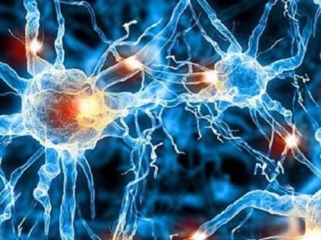 Các tế bào thần kinh cảm giác tác động đến ruột như thế nào