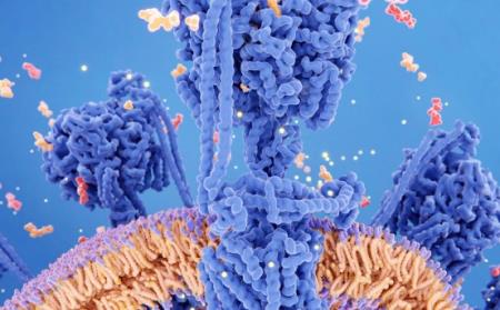 Theo dõi sự hình thành cardenolide trong thực vật