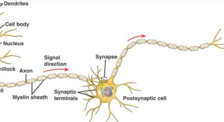 Tuổi thọ tăng lên ở chuột khi các tế bào não cụ thể được kích hoạt
