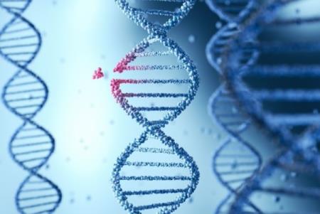 Trình tự bộ não đang phát triển của con người phát hiện ra hàng trăm ngàn bản sao gen mới