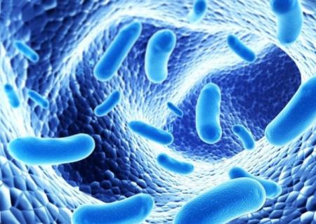 Khả năng phục hồi được hình thành bởi hoạt động của hệ vi sinh vật đường ruột và não