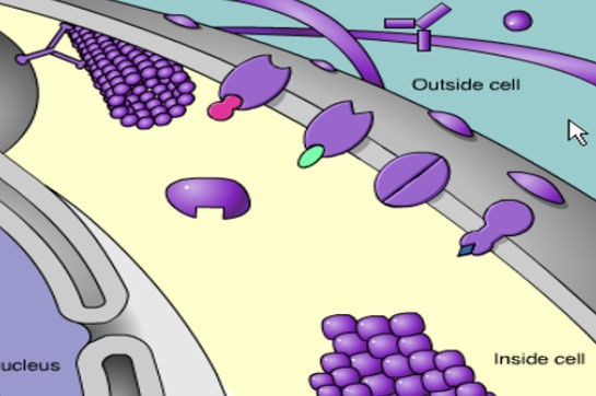Việc tắt protein gây viêm dẫn đến tuổi thọ dài hơn và khỏe mạnh hơn ở chuột