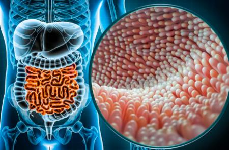 Cơ chế tế bào có thể dẫn đến khởi phát bệnh viêm ruột