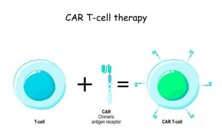Tế bào miễn dịch 'thông minh' mới: Một bước đột phá để tiêu diệt khối u lâu dài