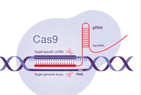 Tế bào gốc được chỉnh sửa bằng CRISPR tiết lộ nguyên nhân tiềm ẩn của chứng tự kỷ